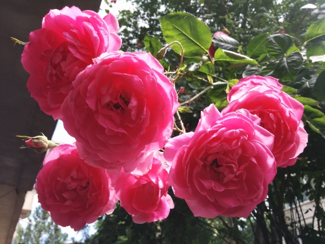 цикламени рози - малки неща