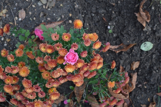 розовият цвят падна в хризантемата - малки неща